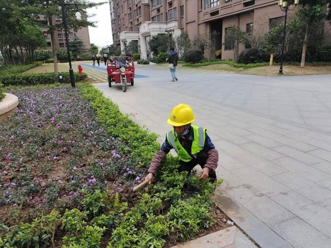 园林绿化公司工人正在补栽植物